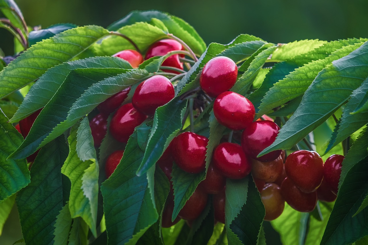 Hoe het verzorgen van fruitbomen kan leiden tot een betere oogst