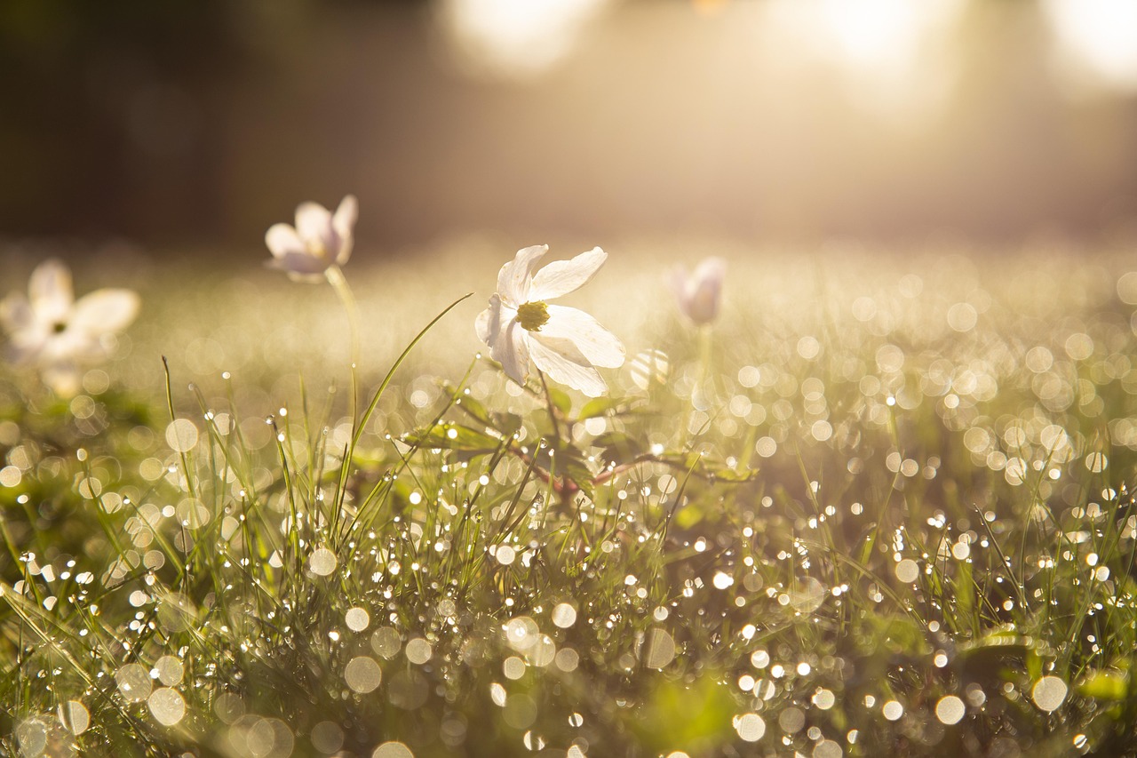 Verlichte tuinpaden met slimme lichttechnologie.