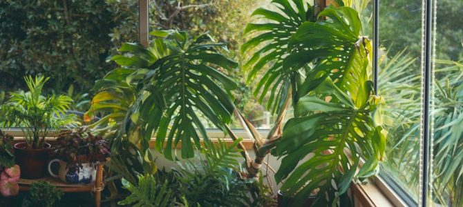 Breng de jungle naar je woonkamer met grote groene planten