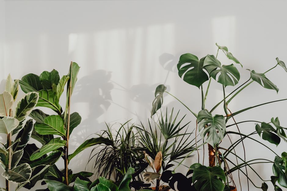 Ficus Lyrata omringd door levendige woonkamerkleuren.